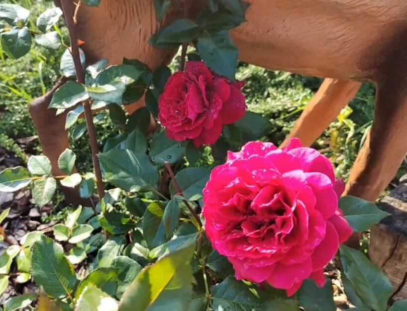 No vairāk nekā 100 rožu šķirnēm atrasta “dārza karaliene”: nosaukta skaistākā roze (+ FOTO)