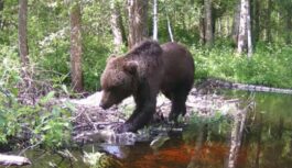“No turienes var arī neiznākt…”: nosaukta vieta Valmieras novadā, kur lāči apmetušies uz dzīvi un satikšanās ar tiem nav retums (+ VIDEO)