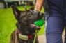 Valsts policijā dienestu uzsācis īpašs darbinieks, bet cilvēki fotogrāfijās pamanījuši ko dīvainu: skaidrojam, kas tas ir (+ VIDEO)