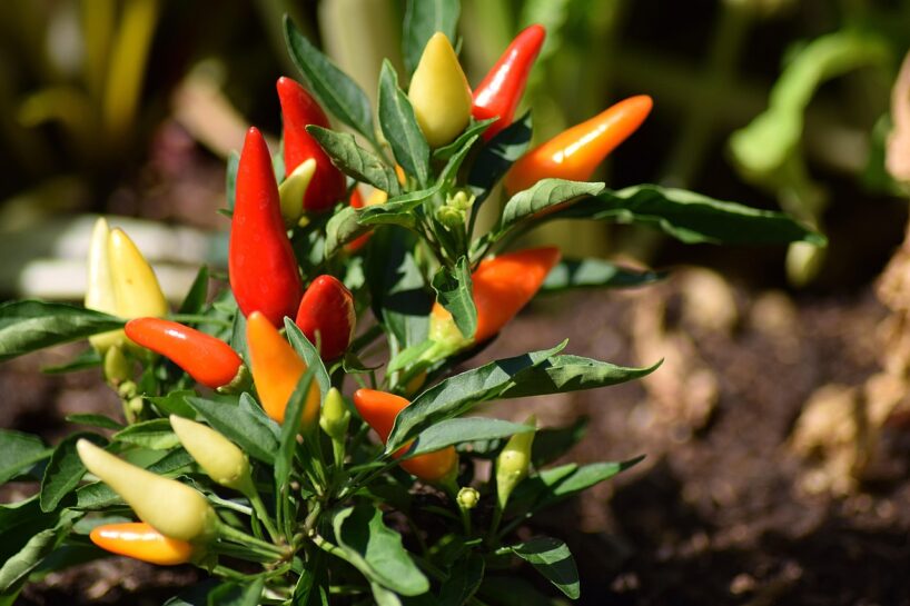 Paprika