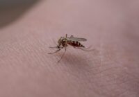 Odi vairs nebojās jūsu atpūtu dabā: šie dabiskie līdzekļi pasargās labāk nekā jebkuri aerosoli