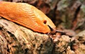 5 jaunākie un efektīvākie veidi no pasaules dārzniekiem: kā cīnīties ar “spāņiem” savā dārzā 5 jaunākie un efektīvākie veidi no pasaules dārzniekiem: kā cīnīties ar “spāņiem” savā dārzā