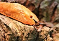 5 jaunākie un efektīvākie veidi no pasaules dārzniekiem: kā cīnīties ar “spāņiem” savā dārzā
