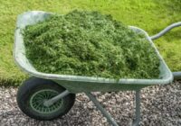 Nopļautā zāle: mans pieredzes stāsts, kā izmantot nopļauto zāli ar maksimālu labumu dārzā