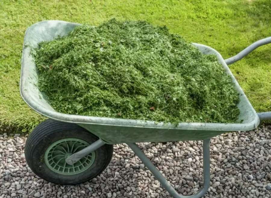 Nopļautā zāle: mans pieredzes stāsts, kā izmantot nopļauto zāli ar maksimālu labumu dārzā