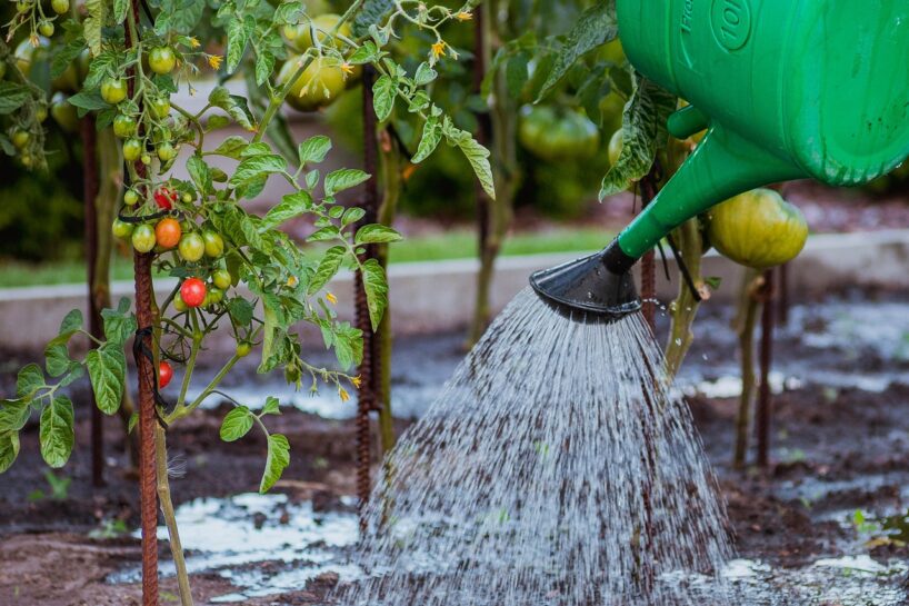 Agronomi dalās pieredzē – 6 augi, kurus nedrīkst laistīt ar aukstu ūdeni: tādu “peldi” tie neizturēs