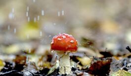 Vai nākošnedēļ stiprais lietus mitēsies vai tomēr turpināsies: ar pirmajām laika ziņu prognozēm klajā nākuši Latvijas meteorologi