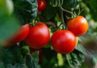 Kāpēc tomāti pūst tieši uz krūmiem: agronomi iesaka negaidīt – jārīkojas ātri