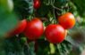 Kāpēc tomāti pūst tieši uz krūmiem: agronomi iesaka negaidīt – jārīkojas ātri