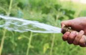 Dārznieki norāda diennakts laikus, kad dārzu laistīt nav vērts — ūdens tiek vienkārši izšķērdēts Dārznieki norāda diennakts laikus, kad dārzu laistīt nav vērts — ūdens tiek vienkārši izšķērdēts