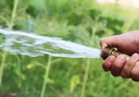 Dārznieki norāda diennakts laikus, kad dārzu laistīt nav vērts — ūdens tiek vienkārši izšķērdēts
