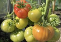 Steidzami dodiet cukuru tomātiem augustā, un ražu spaiņiem vāksiet līdz pat salnām