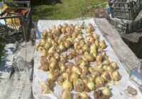 Žāvēju galda sīpolus pēc 3 vectēva noteikumiem – un par puvi ziemā esmu aizmirsusi: 10 gadu laikā esmu zaudējusi tikai 2% ražas