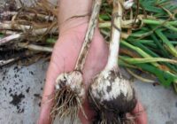 Došu gatavot dobi ziemas ķiplokiem jau augustā, lai galviņas izaugtu līdz 120 gramiem: temperatūra +12 grādi norādīs precīzo stādīšanas brīdi