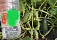 Dodiet gurķiem etiķi augustā, un jūs novāksiet ražu spaiņiem līdz salnām