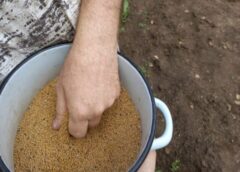 Ko darīt ar dobēm pēc ķiploku un sīpolu novākšanas: 35 minūtes – un superauglīga dobe nākamajam gadam ir gatava