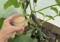 Steidzami dodiet šo mēslojumu gurķiem agrā rudenī, un ražu vāksiet spaiņiem līdz pat salnām
