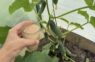 Steidzami dodiet šo mēslojumu gurķiem agrā rudenī, un ražu vāksiet spaiņiem līdz pat salnām