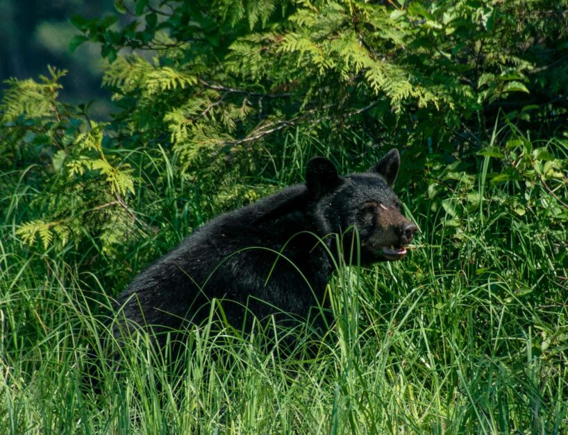 “Mežā lācis ir ļoti kluss. Viņš var atrasties turpat pie blakus krūma…”: kuros Latvijas mežos ir vislielākā iespēja satikties ar lāci