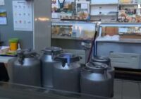 Nekad vairs neuzķeros uz veikala viltota piena: kā mājas apstākļos atšķirt dabīgu produktu no pakaļdarinājuma