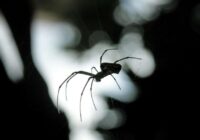 Zirnekļi turēsies pa gabalu, ja vannas istabā noliksiet šīs 3 lietas
