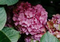 Agronomi dalās padomos: ja iestādīsiet hortenzijas nepareizās vietās, tās nekad neziedēs