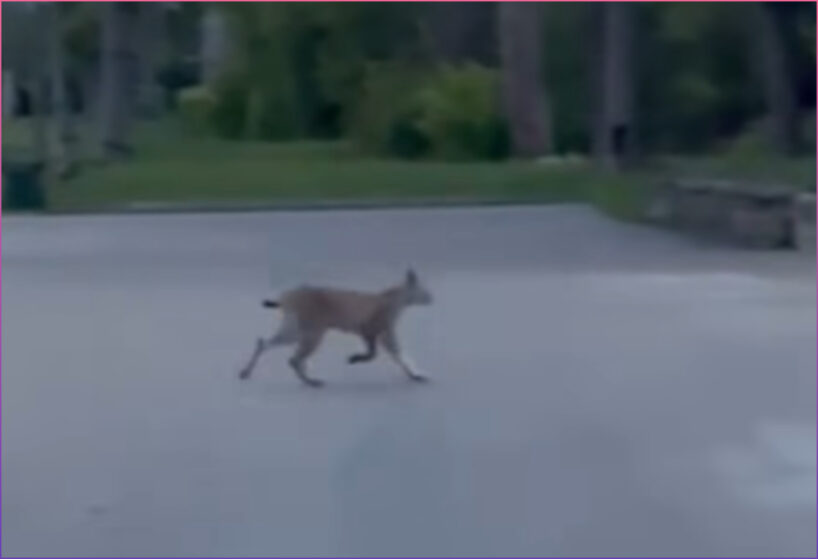 Ko tādu bieži neieraudzīsi: plēsējs pastaigājas gaišā dienā pa Dagdas ielām un nebaidās (+ VIDEO)