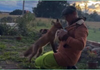 “Kāpēc? Jo cilvēkam ir interesanti?”: latvietis pieradinājis lapsēnu un soctīklos rāda abu ikdienu (+ VIDEO)