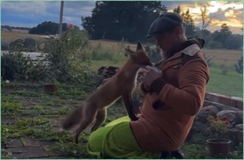 “Kāpēc? Jo cilvēkam ir interesanti?”: latvietis pieradinājis lapsēnu un soctīklos rāda abu ikdienu (+ VIDEO)