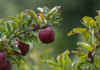 Agronomi šo ar ābelēm dara, kamēr vēl augļi nogatavojas: 4 lietas, ko jāpaspēj izdarīt augustā