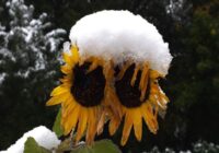 Decembrī gaidāmas klusas šausmas: prognozētāji ir teikuši, kā sāksies ziema