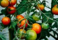 Tomāti nogatavosies dažu dienu laikā: agronoms iesaka “recepti”, kas palīdzēs ātrāk novākt jau gatavus tomātus