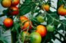Tomāti nogatavosies dažu dienu laikā: agronoms iesaka “recepti”, kas palīdzēs ātrāk novākt jau gatavus tomātus