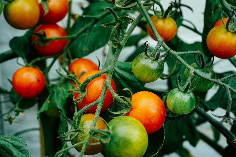 Tomāti nogatavosies dažu dienu laikā: agronoms iesaka “recepti”, kas palīdzēs ātrāk novākt jau gatavus tomātus