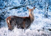 Ziema pienāks ļoti negaidīti un ātri: meteorologi atklāj, kad uzsnigs pirmais sniegs
