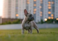 Eksperti skaidro, kāpēc tieši franču buldogi šobrīd ir populārākā šķirne pasaulē, neskatoties uz “grūtībām”