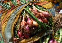 Agronomi nosauc visizplatītāko kļūdu, ko dārznieki pieļauj, stādot ziemas sīpolus