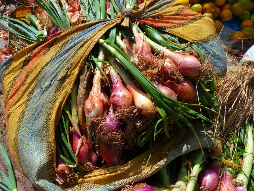 Agronomi nosauc visizplatītāko kļūdu, ko dārznieki pieļauj, stādot ziemas sīpolus