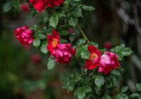 Tas sāksies no 16. augusta: Latvijas sinoptiķiem sliktas ziņas par gaidāmo laiku šajā nedēļas nogalē un nākošās nedēļas sākumā