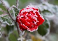 Naktīs iespējama pirmā salna: Latvijas sinoptiķi nāk klajā ar negaidītu un precīzu prognozi – strauji sāksies rudens