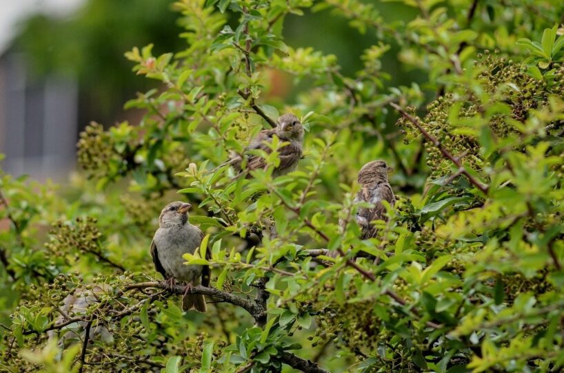 Viens vienīgs krūms, ko nevajadzētu nekādā gadījumā stādīt pie mājas: daudzi to dara nezinot