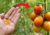 Kā tikt galā ar lakstu puvi: 5 pārbaudīti līdzekļi tomātu un kartupeļu glābšanai