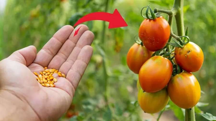 Kā tikt galā ar lakstu puvi: 5 pārbaudīti līdzekļi tomātu un kartupeļu glābšanai