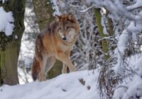 Sinoptiķi brīdina: ziema būs siltāka, bet daudz dramatiskāka – detalizēta prognoze