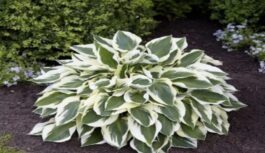 Hostas būs kā no žurnāla: 5 darbi vasaras beigās, par kuriem aizmirst pat pieredzējuši dārznieki