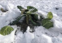 Es nekad nenovācu kāpostu stublājus no dobes – un tas nāk tikai par labu ražai