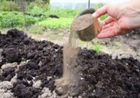 Kopš rudens es beru šos “dārza miltus” dobēs zem kartupeļiem un tomātiem: zeme kļūst “treknāka” un auglīgāka nekā pēc kūtsmēsliem