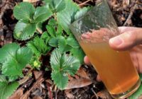 Lūk, ar ko es laistu zemenes septembrī–oktobrī, lai nākamgad raža būtu bagātīga: to iesaka visi agronomi