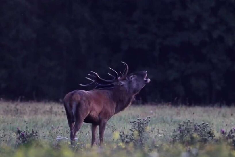Lietuvietis agrā rīta stundā mežā iemūžina video kadros pasakainus brīžus (+ VIDEO)