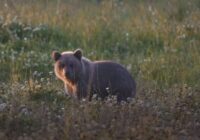 “Es slēpos. Attālums bija neliels, varbūt 15 metri…”: igauņu fotogrāfs tiek pie unikāliem kadriem, daudzi pat sākumā tos apšauba (+ VIDEO)